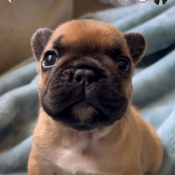 Meet your Posher, Little - Picture 1 of 1